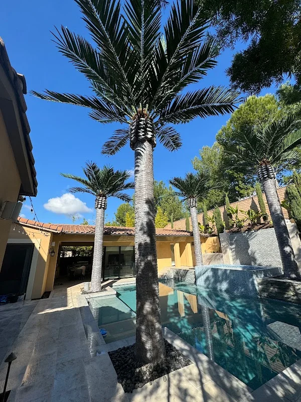 Mature date palms surrounding turquoise pool with stone patio and yellow stucco building