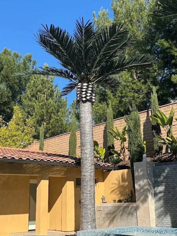 Mature date palm with Italian cypress trees in Mediterranean courtyard landscape design