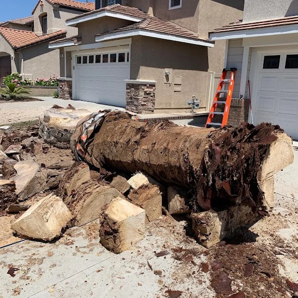 Large tree trunk removal with exposed root system and excavated soil at residential driveway